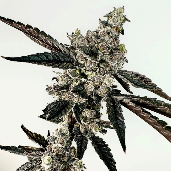 Ring Of Sour Feminized by Exotic Genetix