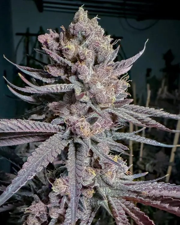 Ripe Feminized by Solfire Gardens