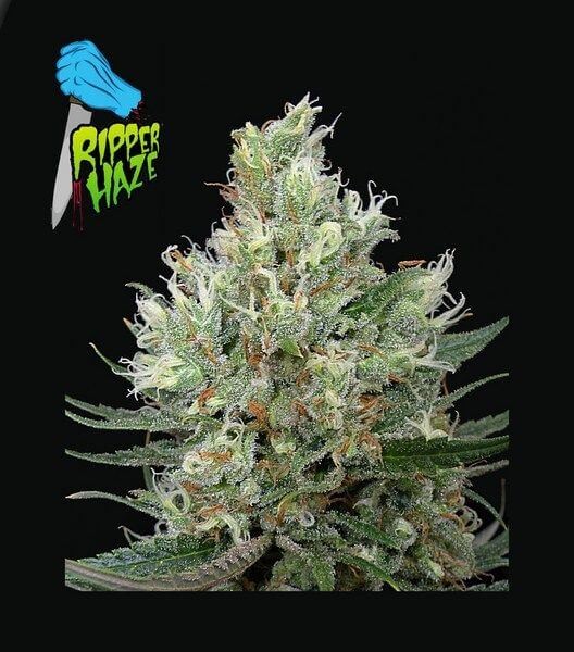 Ripper Haze Feminized by Ripper Seeds