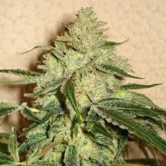 Road Dawg Regular by Karma Genetics