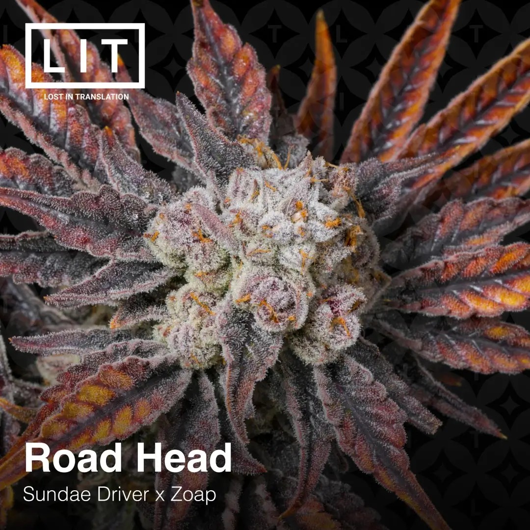 Road Head Feminized by LIT Farms