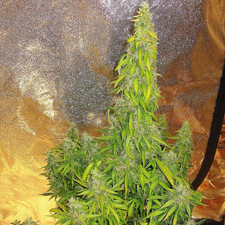 Rock Machine Autoflower by Doctor's Choice
