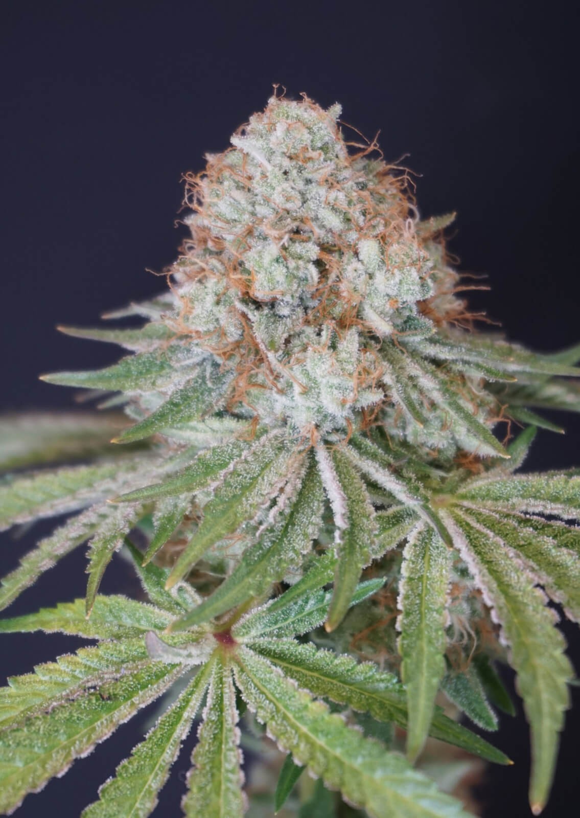 Rocky Melon Feminized by Karma Genetics