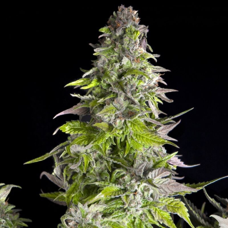 Romulan Feminized by Pyramid Seeds