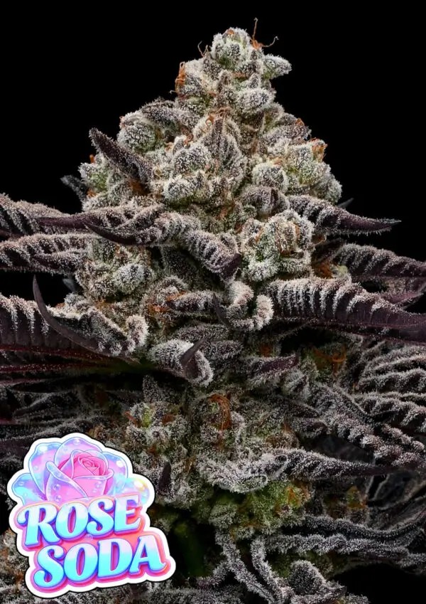 Rose Soda Feminized by Anesia Seeds