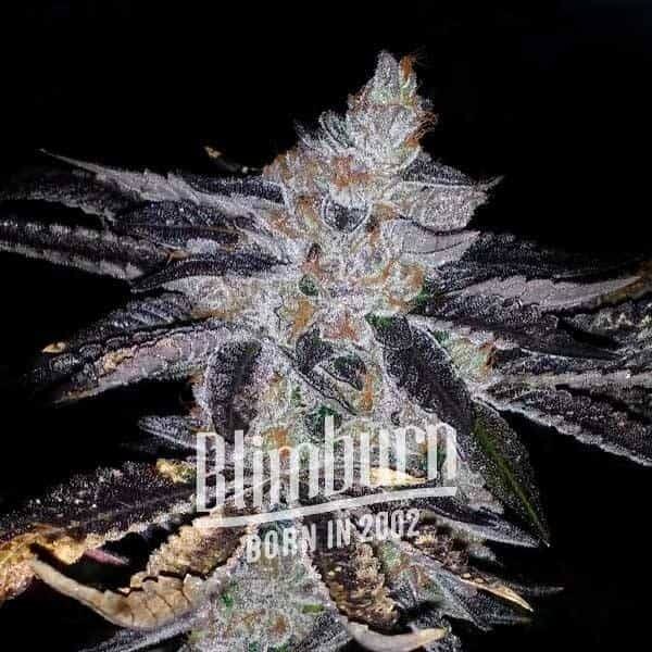 Rosetta Stone Feminized by Blimburn Seeds