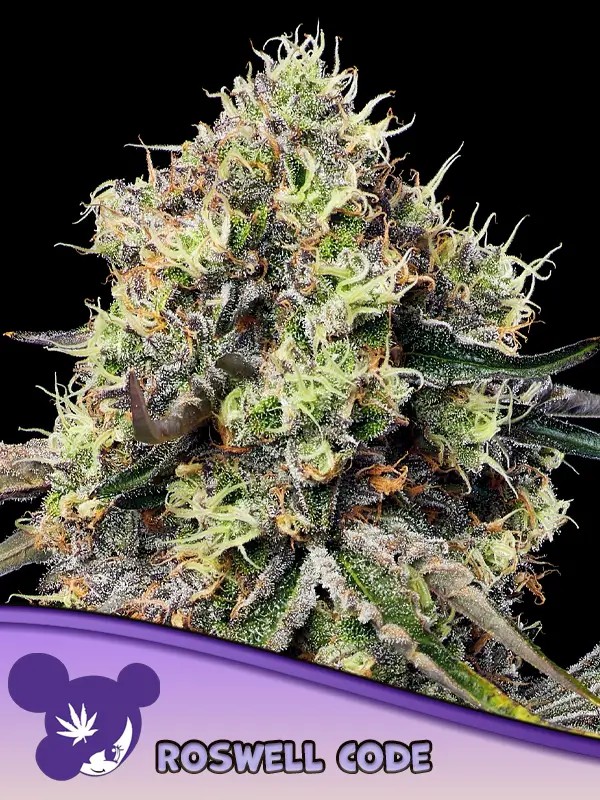 Roswell Code Feminized by Anesia Seeds
