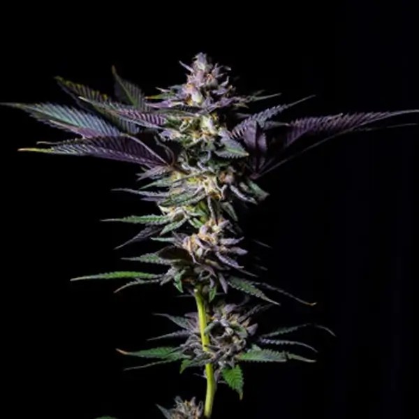 Rotten Rainbow Feminized by The Grateful Seeds