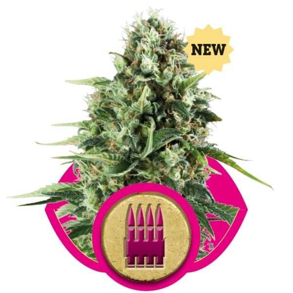 Royal AK Feminized by Royal Queen Seeds