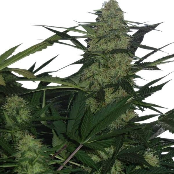 Royal Ak Automatic Autoflower by Royal Queen Seeds