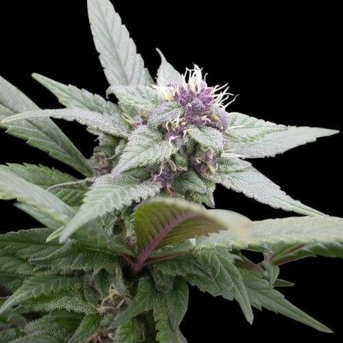 Royal Bluematic Autoflower by Royal Queen Seeds