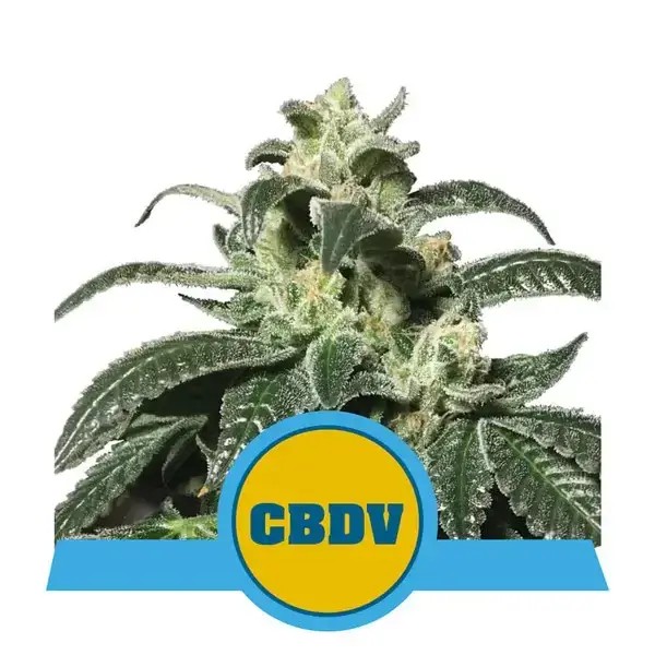 Royal CBDV Auto Autoflower by Royal Queen Seeds