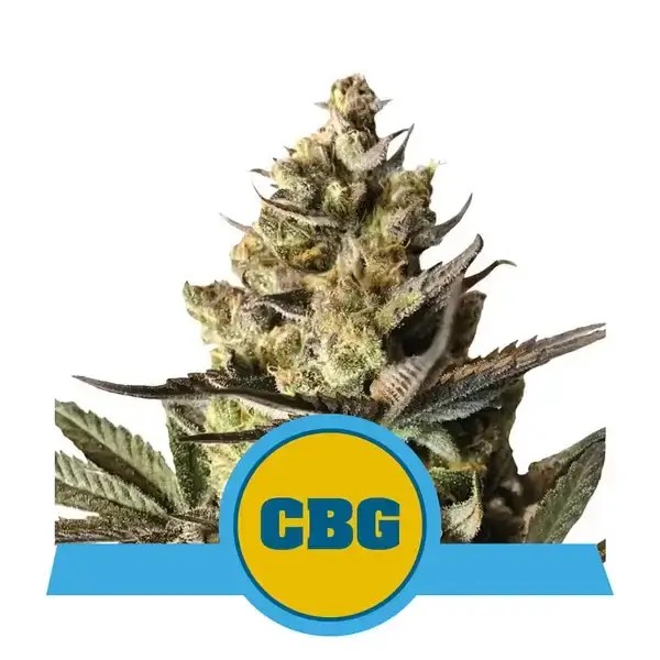 Royal CBG Auto Autoflower by Royal Queen Seeds