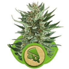 Royal Cheese Auto Autoflower by Royal Queen Seeds
