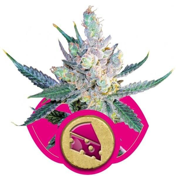 Royal Cheese Fast Flowering Feminized by Royal Queen Seeds