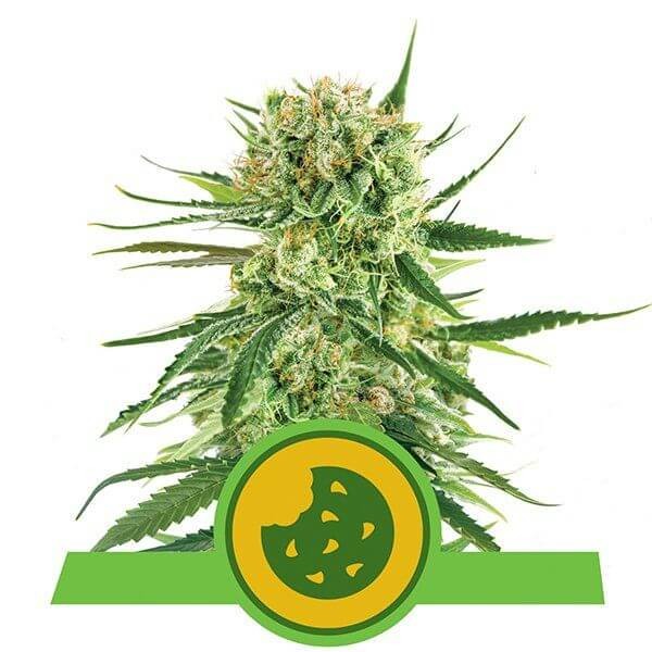 Royal Cookies Automatic Autoflower by Royal Queen Seeds