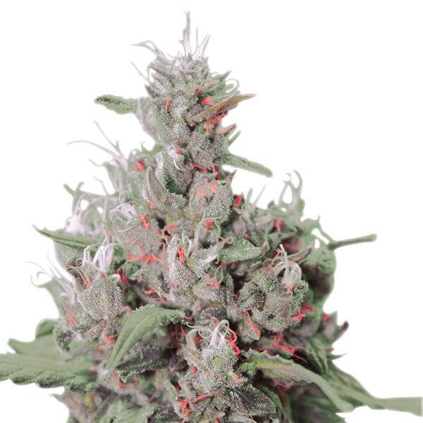 Royal Creamatic Autoflower by Royal Queen Seeds