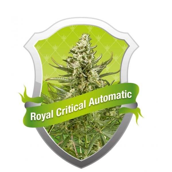 Royal Critical Auto Autoflower by Royal Queen Seeds