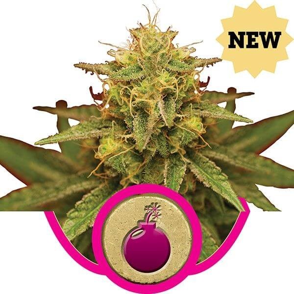 Royal Domina Feminized by Royal Queen Seeds