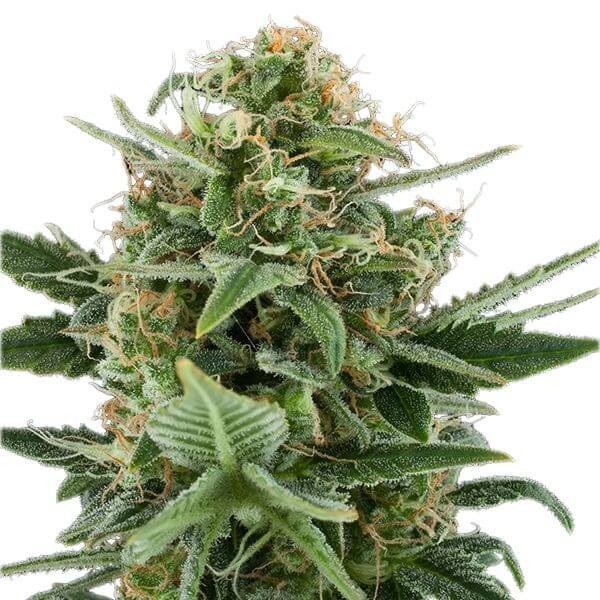 Royal Dwarf Autoflower by Royal Queen Seeds