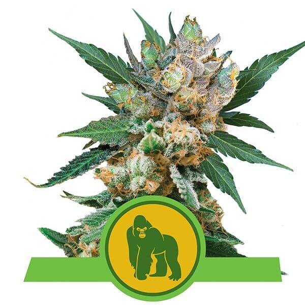Royal Gorilla Automatic Autoflower by Royal Queen Seeds