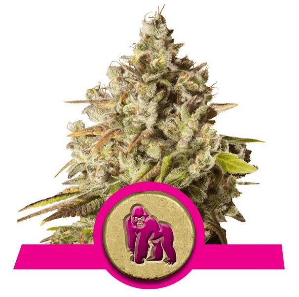 Royal Gorilla Feminized by Royal Queen Seeds