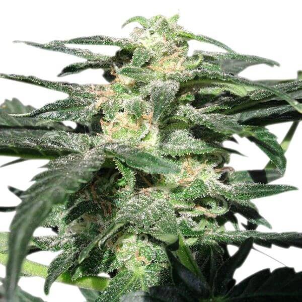 Royal Haze Auto Autoflower by Royal Queen Seeds
