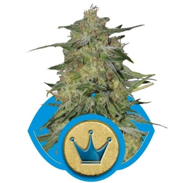 Royal Highness Feminized by Royal Queen Seeds