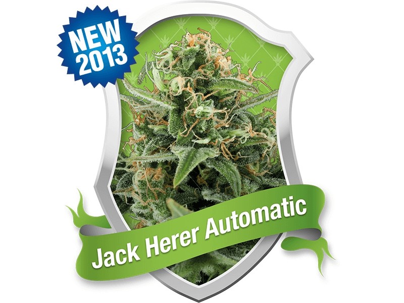 Royal Jack / Jack Herer Auto Autoflower by Royal Queen Seeds