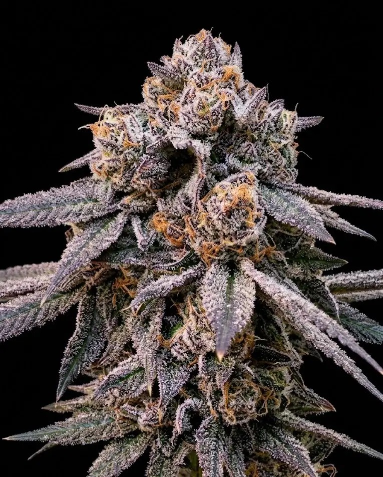 Royal Jelly Reserve Feminized by Aficionado French Connection