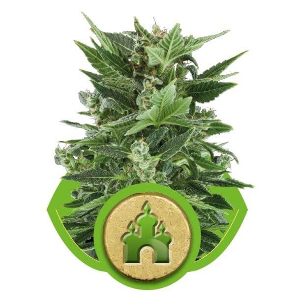 Royal Kush Auto Autoflower by Royal Queen Seeds