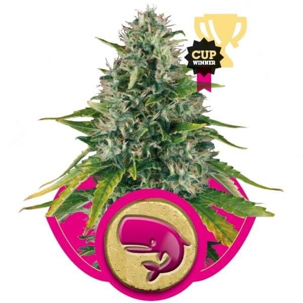 Royal Moby Feminized by Royal Queen Seeds