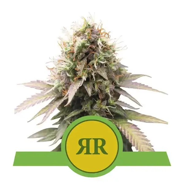 Royal Runtz Automatic Autoflower by Royal Queen Seeds
