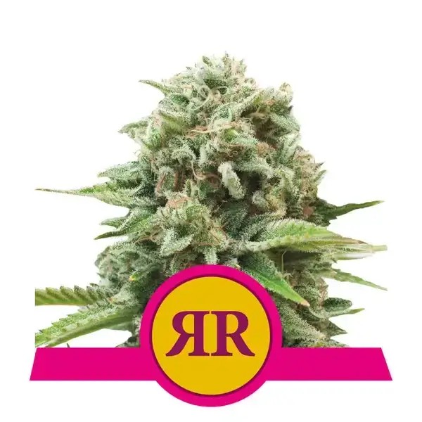 Royal Runtz Feminized by Royal Queen Seeds