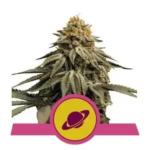 Royal Skywalker Feminized by Royal Queen Seeds