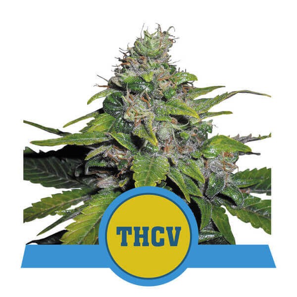 Royal THCV Feminized by Royal Queen Seeds