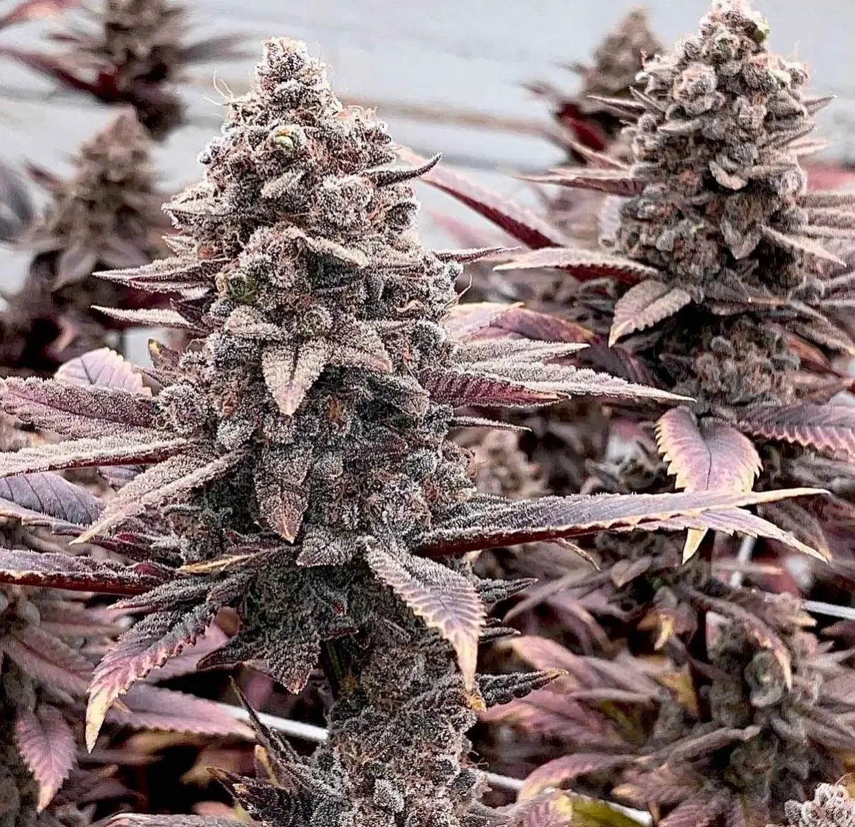 Rozay F4 Regular by Relentless Genetics