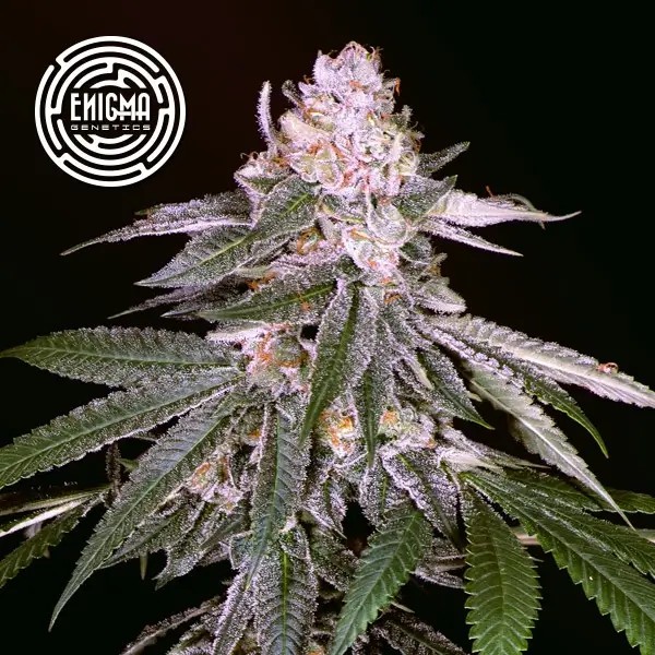 Rozay Feminized by Enigma Genetics