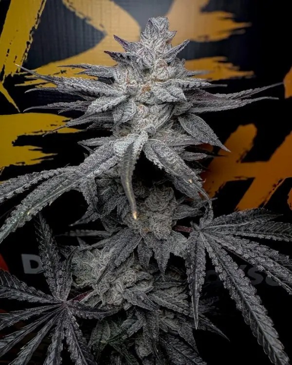 Rubicite Feminized by Solfire Gardens