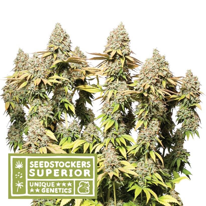 Rucu Cucu OG Auto XXL Autoflower by Seedstockers
