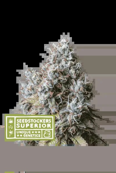 Rucu Cucu OG Feminized by Seedstockers
