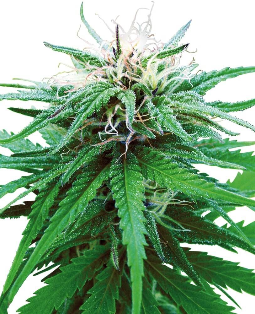 Ruderalis Indica Regular by Sensi Seeds