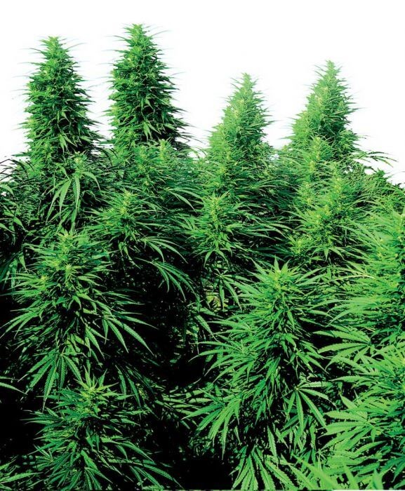 Ruderalis Skunk Autoflower/Regular by Sensi Seeds