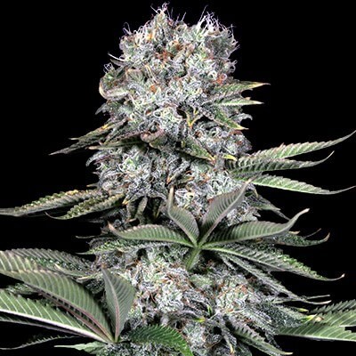 Runtz 13 Feminized by G13 Labs