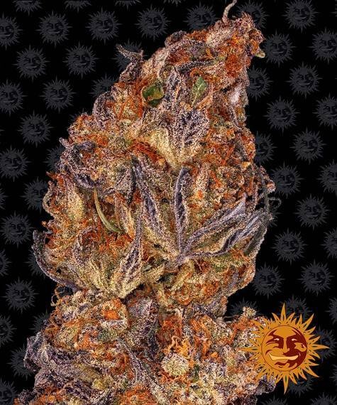 Runtz Auto Autoflower by Barneys Farm