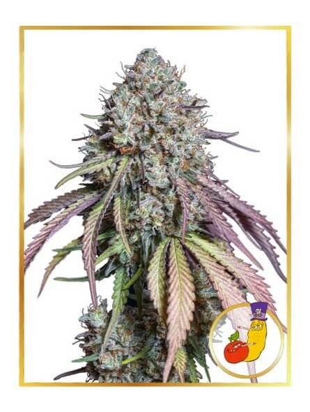 Runtz Auto Autoflower by Mr. Hide Seeds