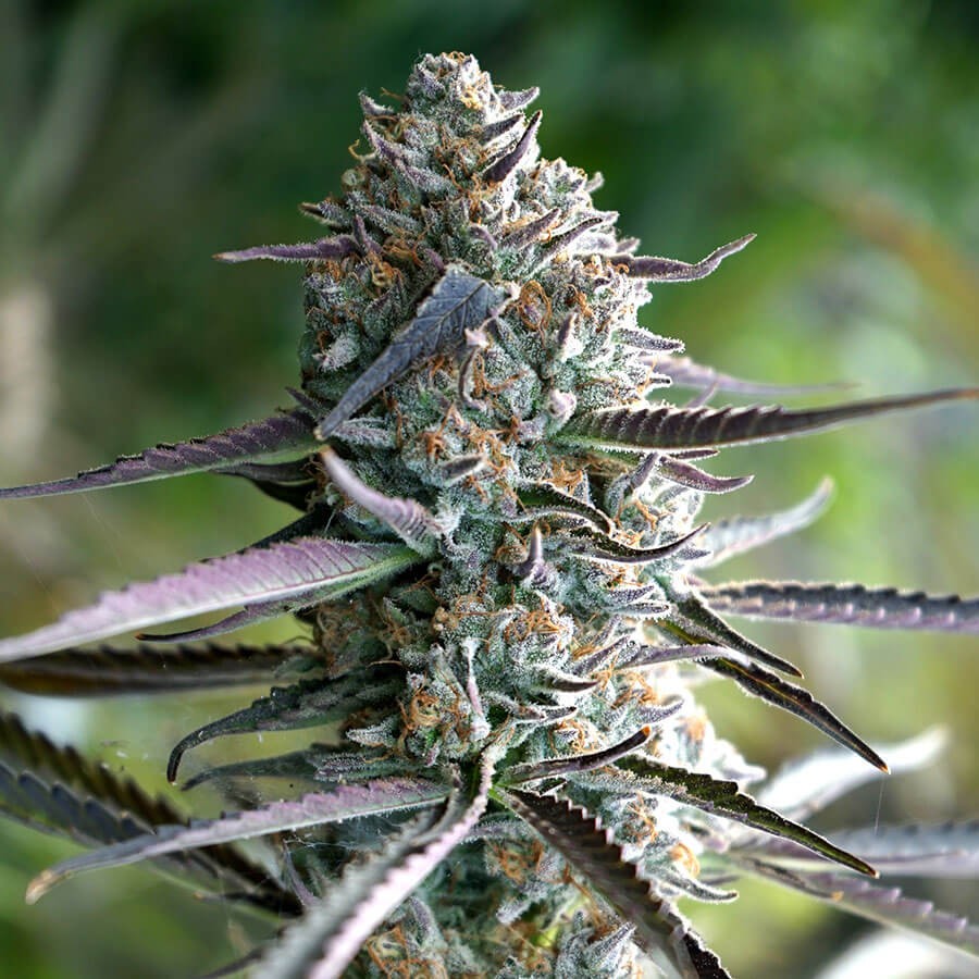 Runtz Fast Flowering Feminized by Humboldt Seed Organization