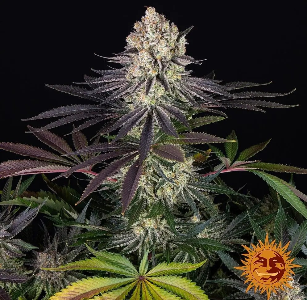 Runtz Feminized by Barneys Farm