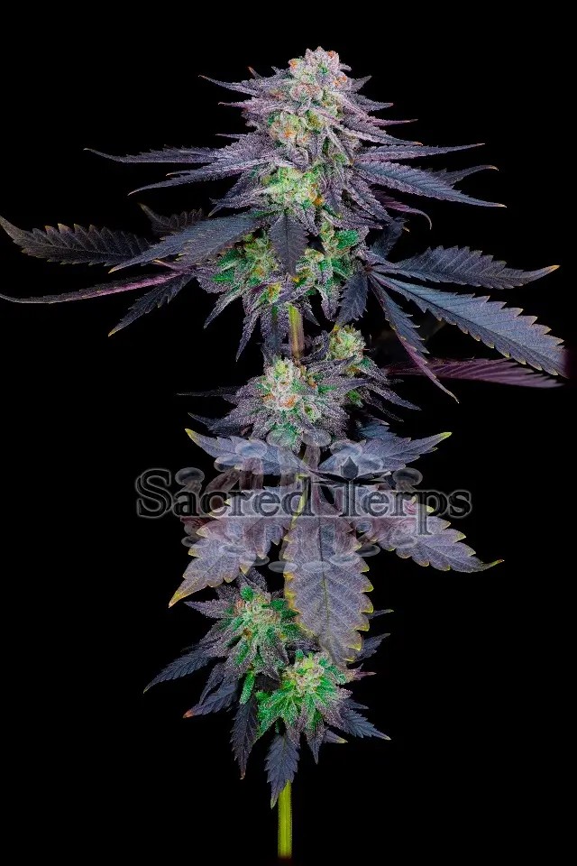 Runtz Feminized by Sacred Terps