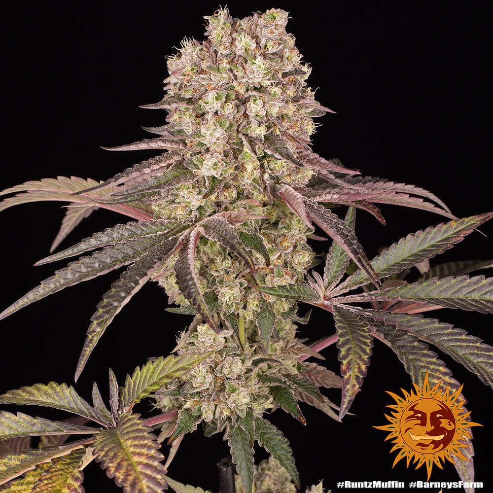 Runtz Muffin Feminized by Barneys Farm